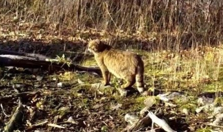 Ormanın gizemli sakini yaban kedisi görüntülendi