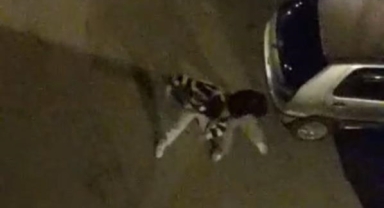 Sokak ortasında yumruk yumruğa kavga