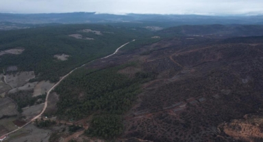 Tarihin en büyük orman yangınında yaralar sarılıyor
