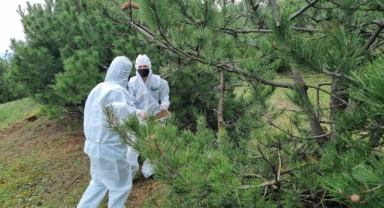 Terminatör böcekler ormanları korumak için doğada