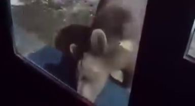 Uludağ’da ayı ailesi kamerada