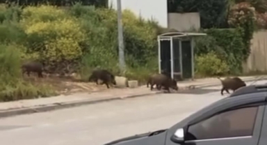 Aç kalan domuz sürüsü, gündüz şehir merkezine indi