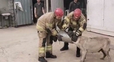 Hava filtresine sıkışan köpek kurtarıldı