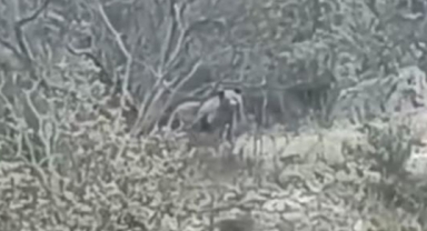 Orhaneli yolunda ayı görüldü