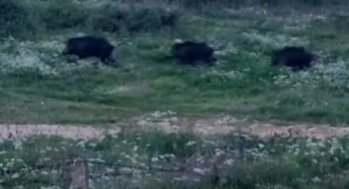 Orhangazi'de domuzlar şehir içinde görüntülendi