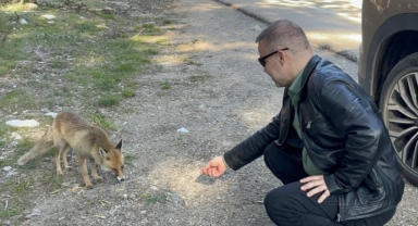 Uludağ yolu'nda aç tilkiye peynirli kraker ikramı