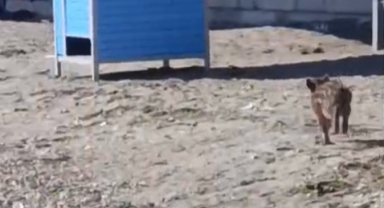 Aç kalan domuz yavrusu sahile indi