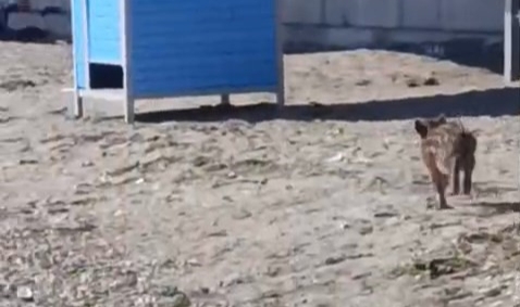 Aç kalan domuz yavrusu sahile indi