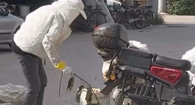 Arılar motosiklette oğul verdi