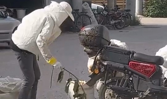 Arılar motosiklette oğul verdi