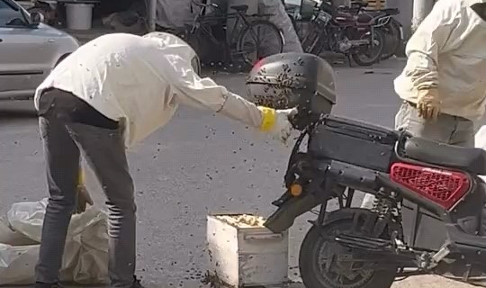 Arılar motosiklette oğul verdi