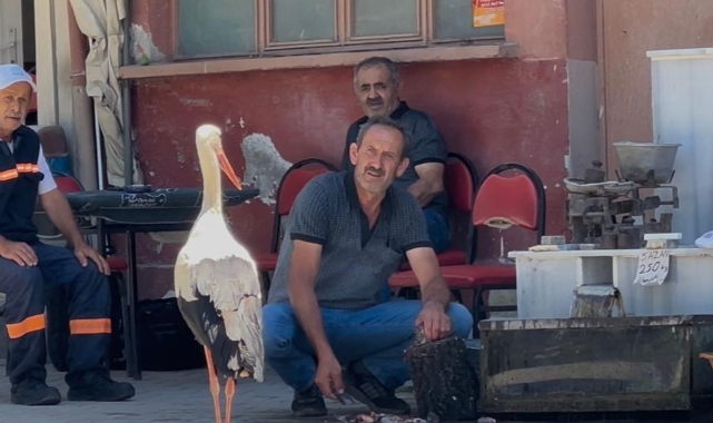 Bu dostlar da kahvehanede buluşuyor