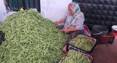 İznik'te Nazende fasulyesinde ilk hasat başladı