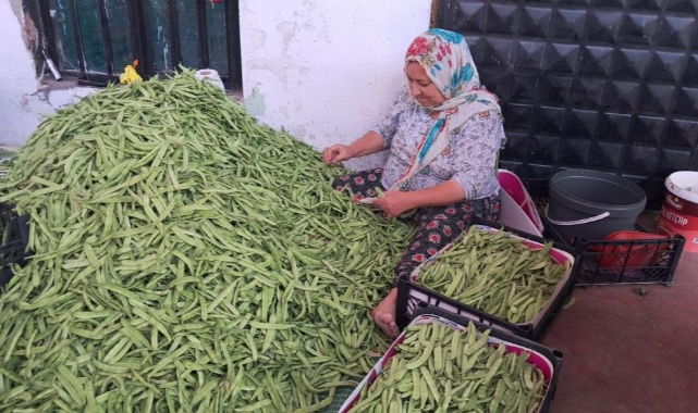İznik'te Nazende fasulyesinde ilk hasat başladı