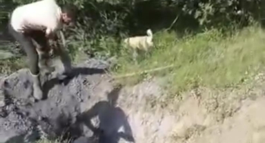 Merada otlayan büyükbaş hayvan define çukuruna düştü