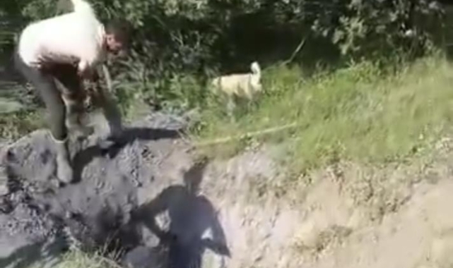 Merada otlayan büyükbaş hayvan define çukuruna düştü