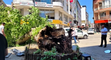 Orhangazi'de asırlık çınar yola devrildi