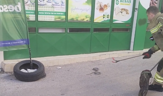 Sokak ortasındaki yılan kedinin oyuncağı oldu