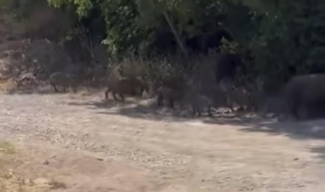 Aç kalan domuzlar mahalleye ve mesire alanına indi