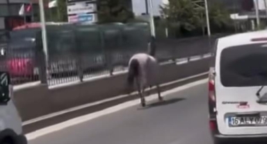 Başıboş atlar Yalova yolu'nu birbirine kattı