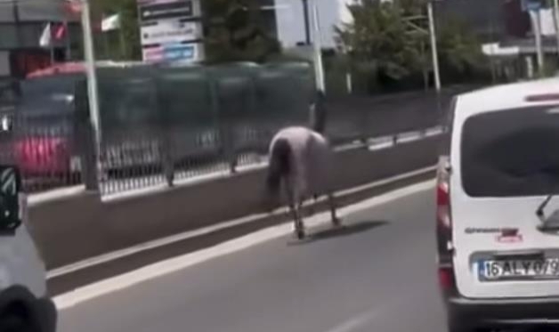 Başıboş atlar Yalova yolu'nu birbirine kattı