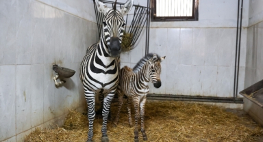Bursa Hayvanat Bahçesi’nde zebra ailesi büyüyor