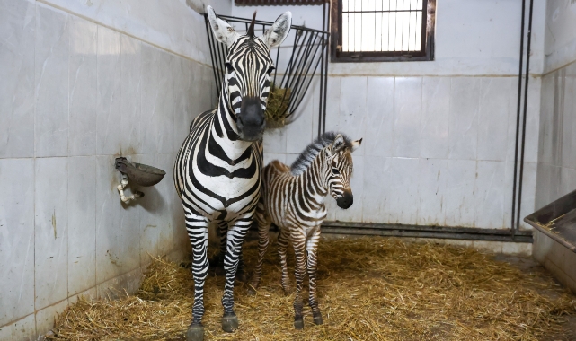 Bursa Hayvanat Bahçesi’nde zebra ailesi büyüyor
