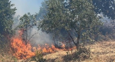 Gemlik'te alevler ormana sıçramadan söndürüldü