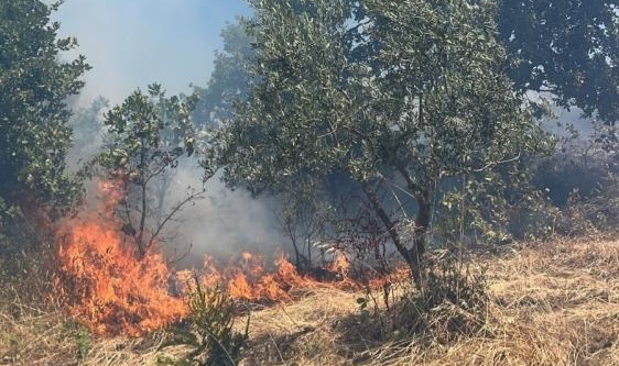 Gemlik'te alevler ormana sıçramadan söndürüldü
