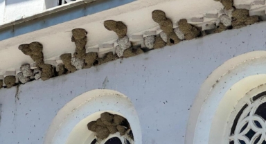 Kırlangıç yuvalarını bozmayıp pencereleri naylonla kapladılar