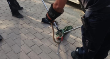 Minibüsün motoruna giren yılanı itfaiye ekipleri çıkardı