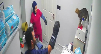 Veteriner kliniğini birbirine katan kedi Türkiye'nin gündeminde